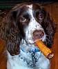 dogs smoke cigars
